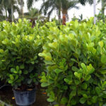 Florida’s Best Privacy Hedges: Low Maintenance Plants for Instant Seclusion
