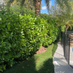Fast-Growing Privacy Hedges Perfect for West Palm Beach Yards