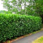 Your Guide to Buying Clusia Hedge Plants in West Palm Beach, South Florida