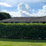 Top 6 Privacy Hedges That Thrive in Florida’s Climate