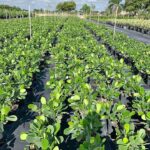 florida hedge plants | good hedge plants | florida hedges | south florida hedge plants | south florida clusia hedge