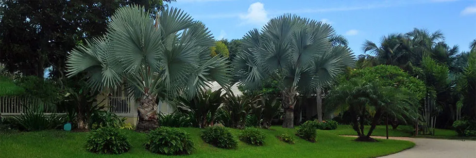 Landscaping